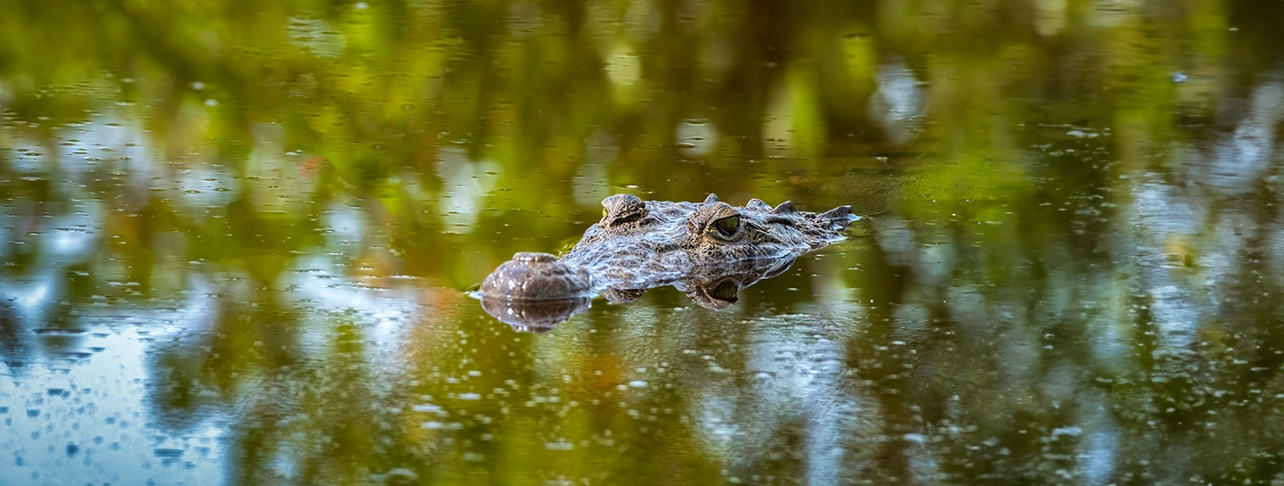 American crocodile in the New River near Lamanai in the Belizean Jungle