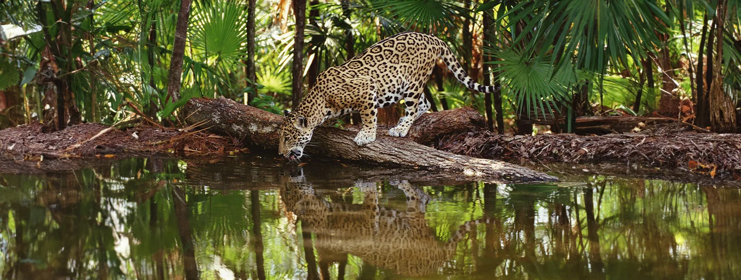 Jaguar drinking in the Belize Zoo