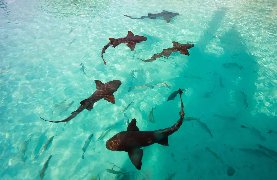 Adventure_Belize-Sharks-Gallery